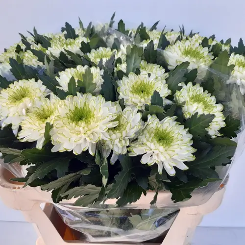 Chrys.Deko grün-weiss Rossano LimeDE 80 Gramm 80cm