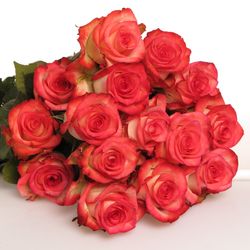 Rose creme/rot Blush (Ec) 60cm