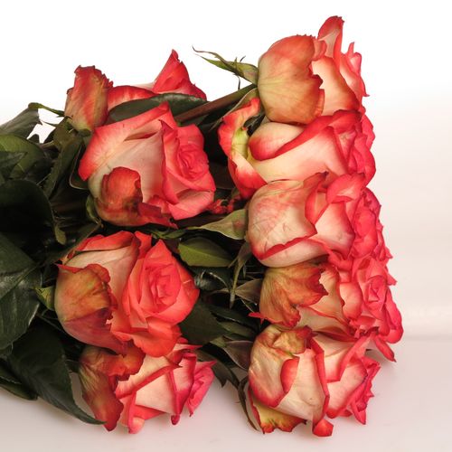 Rose creme/rot Blush (Ec) 60cm