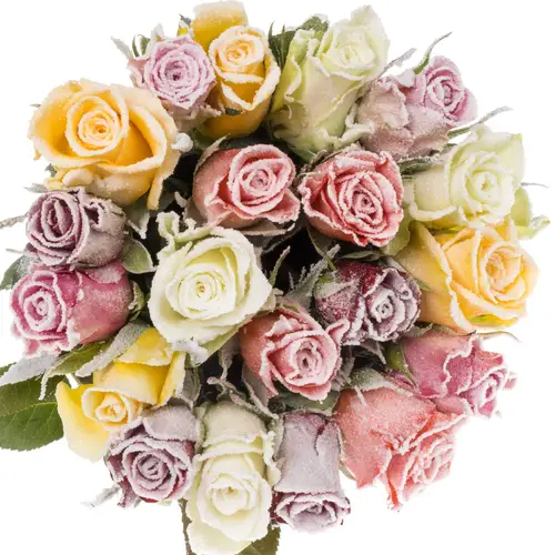 Rose mix Frost 50cm Weihnachten