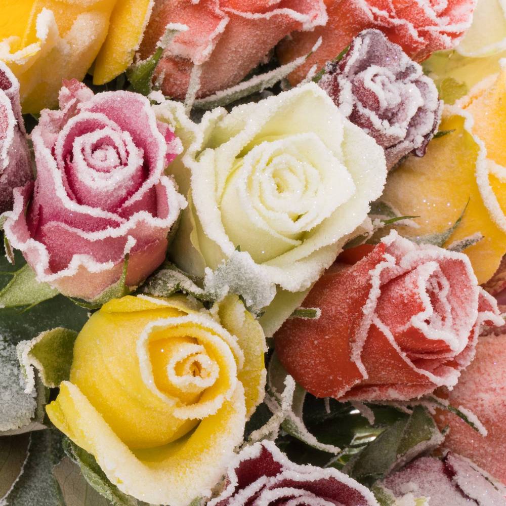 Rose mix Frost 50cm Weihnachten