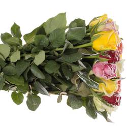 Rose mix Frost 50cm Weihnachten