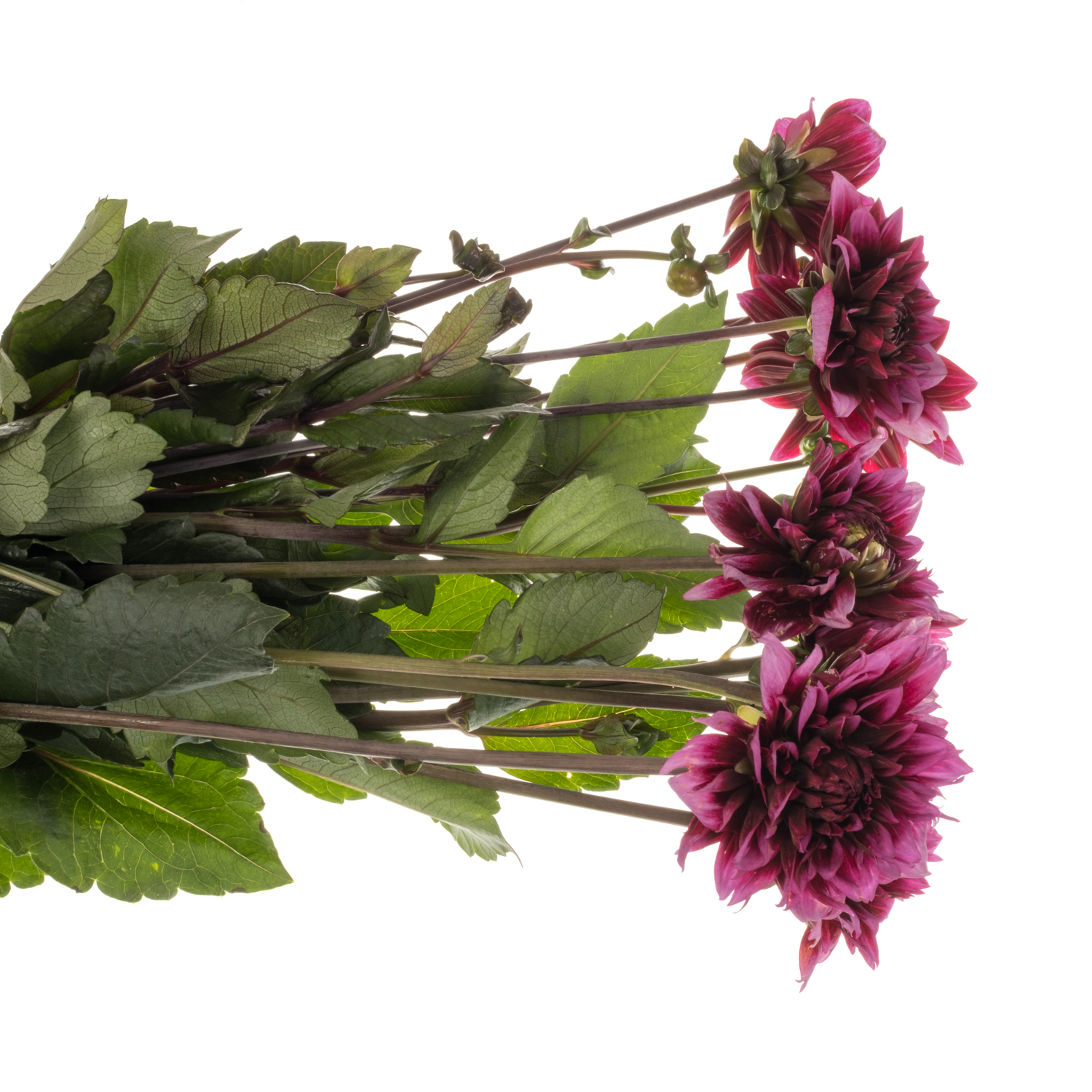 Dahlia lila/rosa Davina michelle Duke 55cm