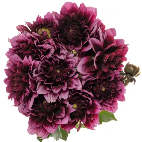 Dahlia lila/rosa Davina michelle Duke 55cm