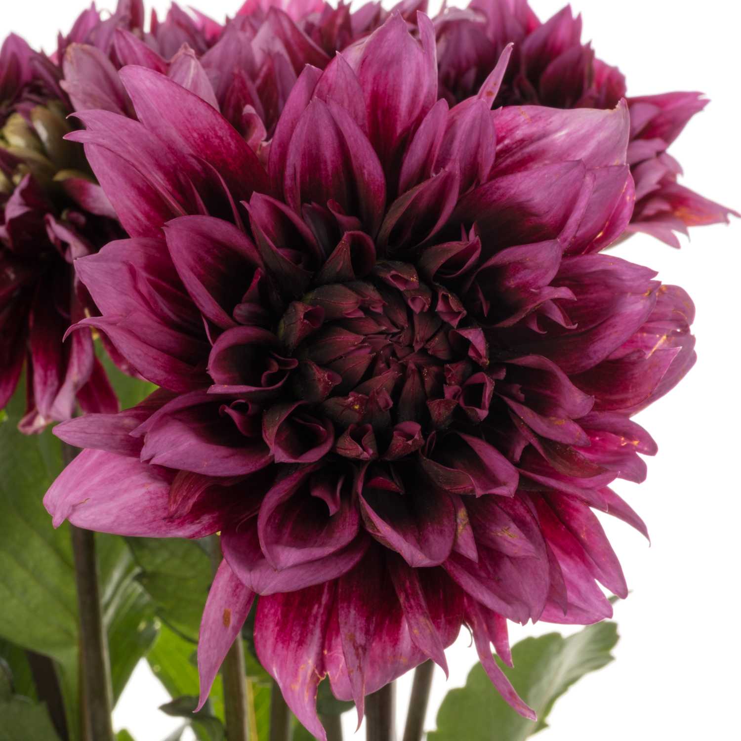 Dahlia lila/rosa Davina michelle Duke 55cm