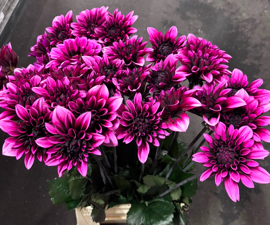Dahlia lila/rosa Davina michelle Duke 55cm