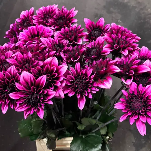 Dahlia lila/rosa Davina michelle Duke 55cm