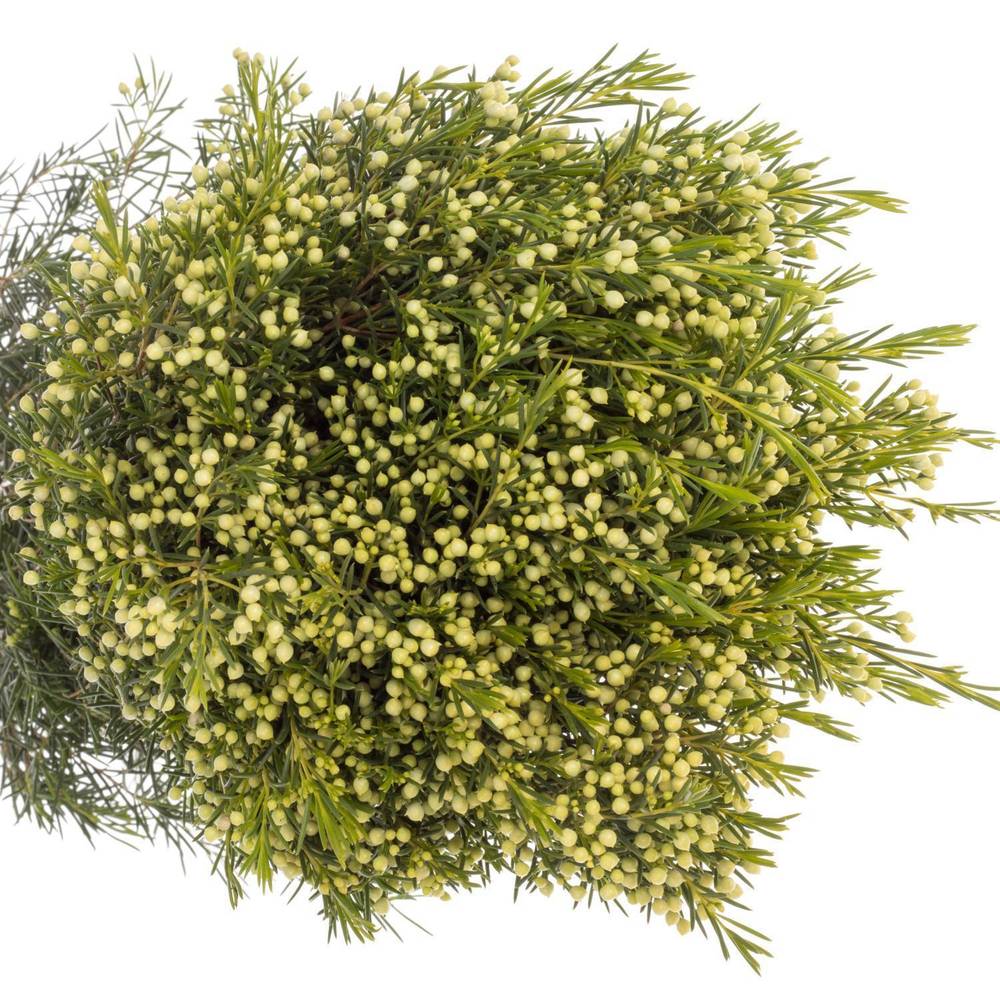 Wachsflower grün Bear Jupiter Moon 40 Gramm 80cm