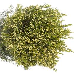 Wachsflower grün Bear Jupiter Moon 40 Gramm 80cm