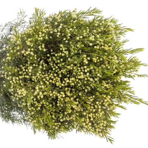 Wachsflower grün Bear Jupiter Moon 40 Gramm 80cm