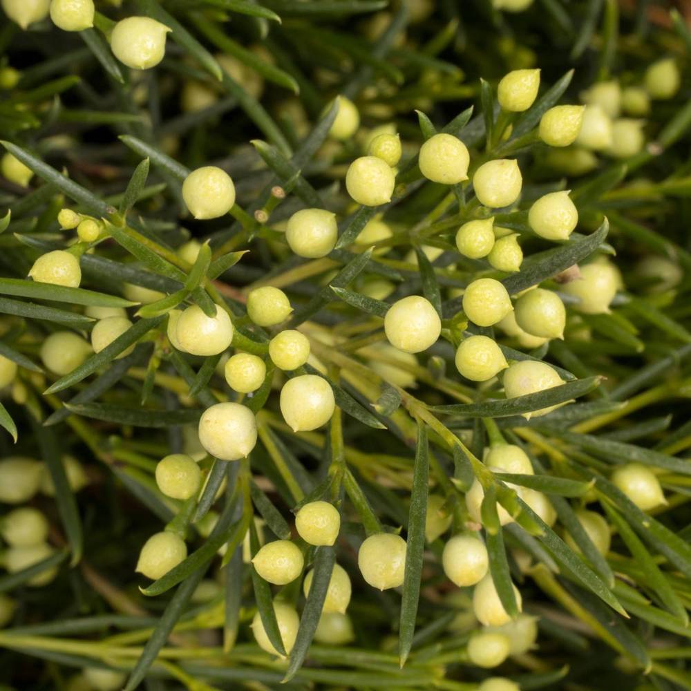 Wachsflower grün Bear Jupiter Moon 40 Gramm 80cm