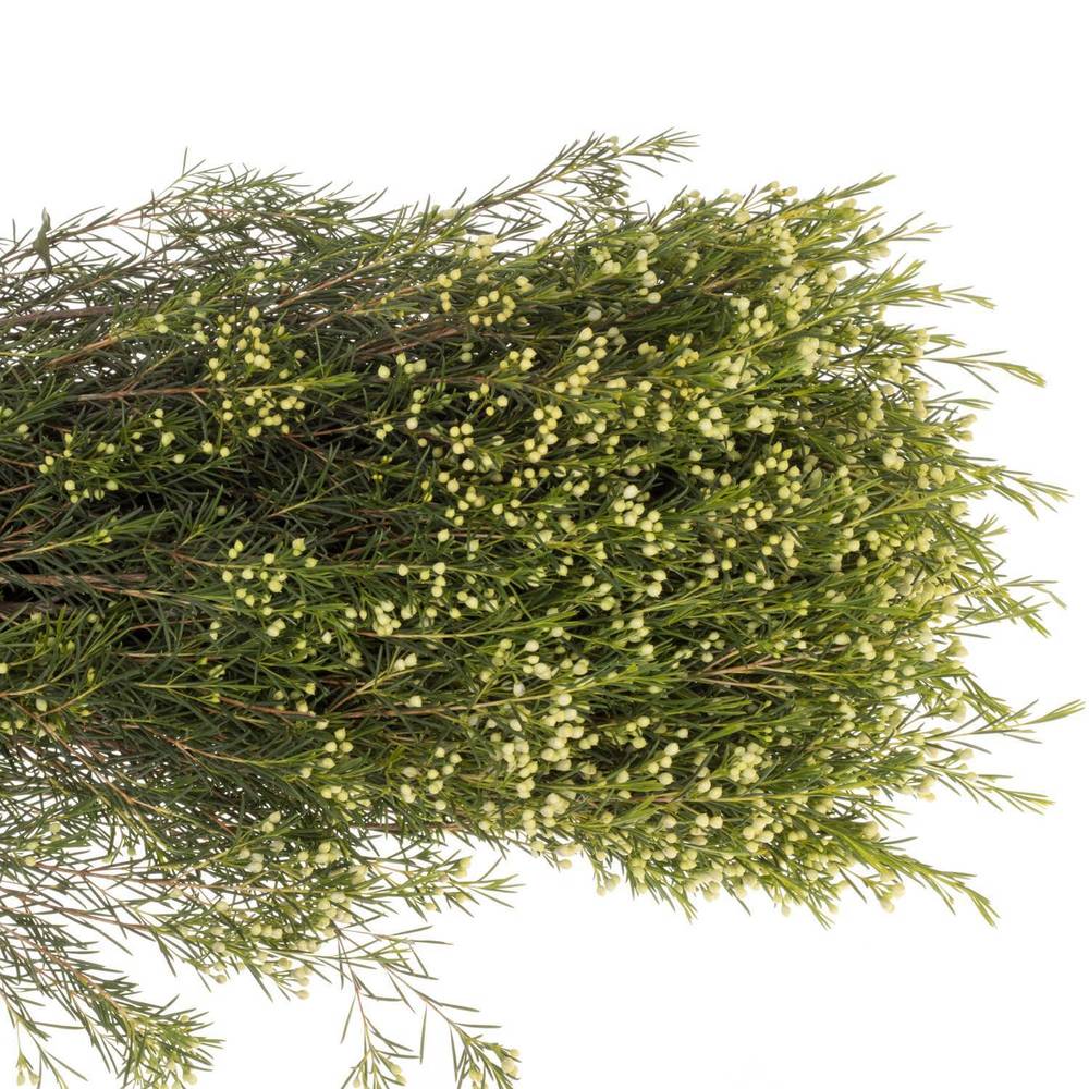 Wachsflower grün Bear Jupiter Moon 40 Gramm 80cm