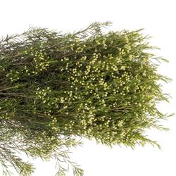 Wachsflower grün Bear Jupiter Moon 40 Gramm 80cm