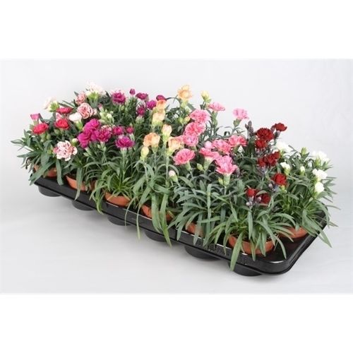 Dianthus mix T9 H15