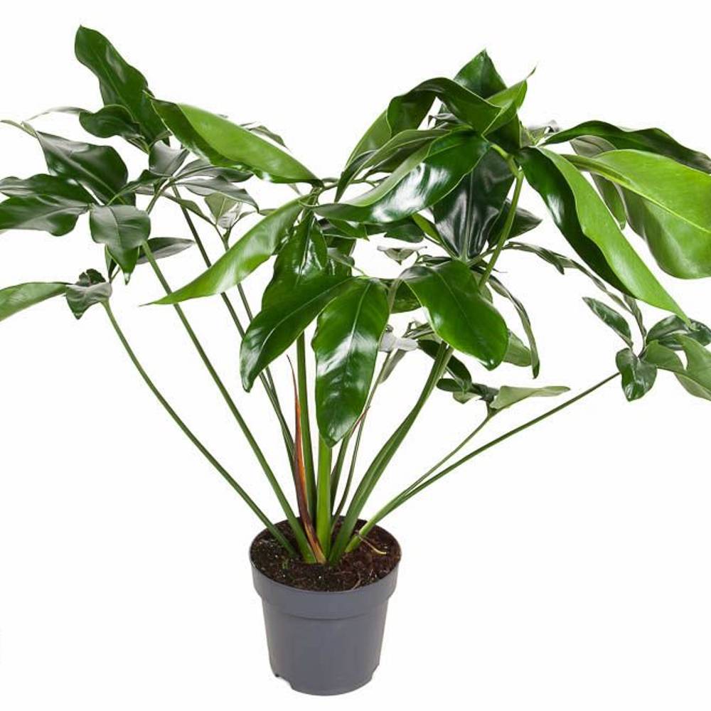 Philodendron grün T24 H100