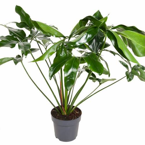 Philodendron grün T24 H100