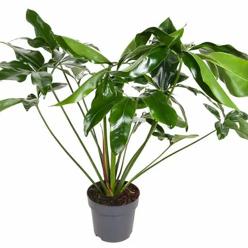 Philodendron grün T24 H100