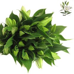 Lilie orientalisch weiss Premium 5+Blüte 80cm