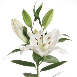 Lilie orientalisch weiss Premium 5+Blüte 80cm