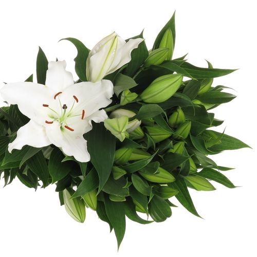 Lilie orientalisch weiss Premium 5+Blüte 80cm