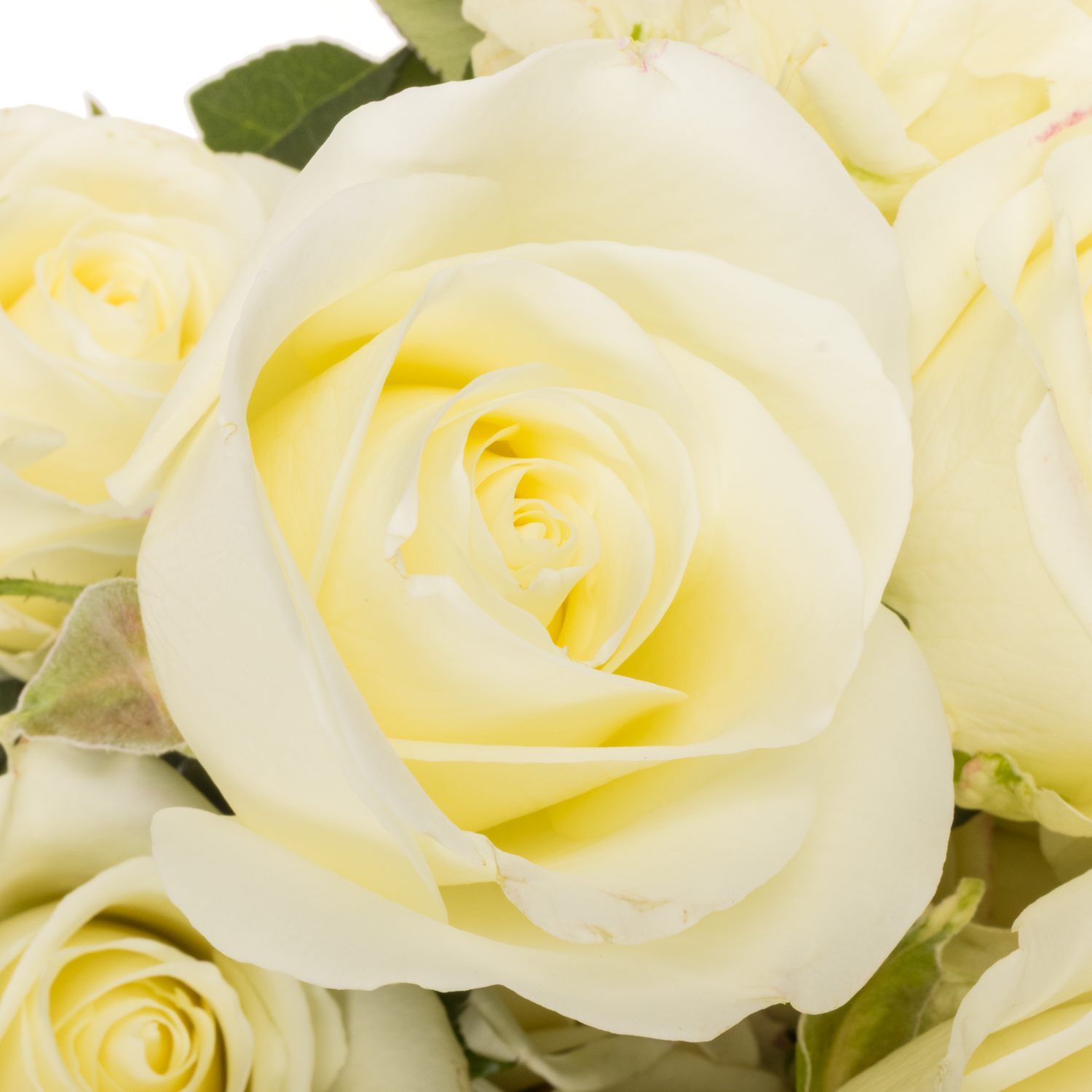 Rose weiss Tibet (Ec) 50cm