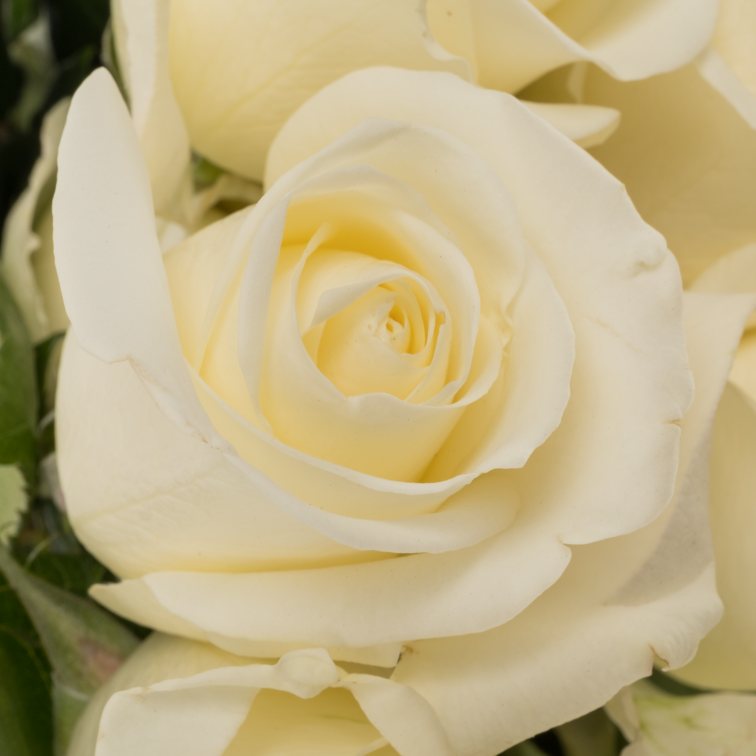 Rose weiss Tibet (Ec) 50cm