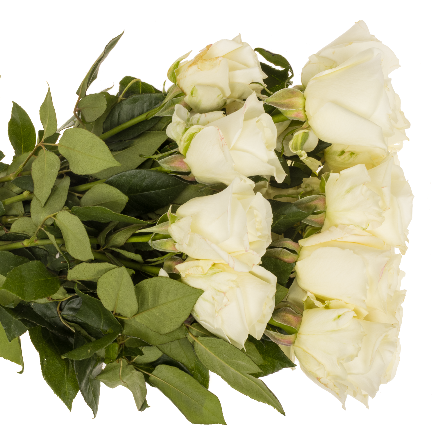 Rose weiss Tibet (Ec) 50cm