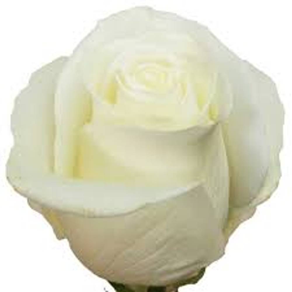 Rose weiss Tibet (Ec) 50cm