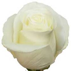 Rose weiss Tibet (Ec) 50cm