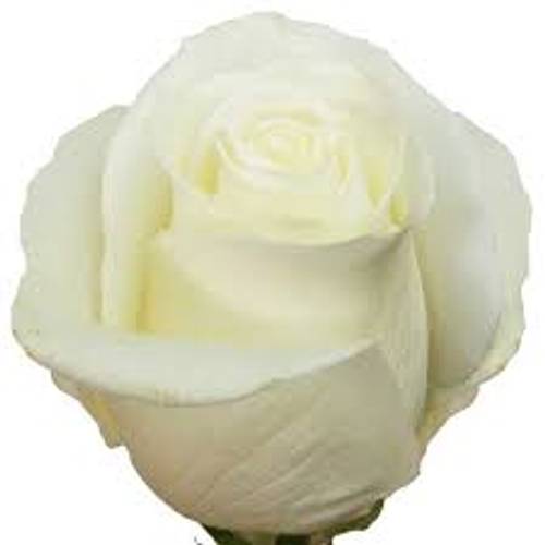 Rose weiss Tibet (Ec) 50cm