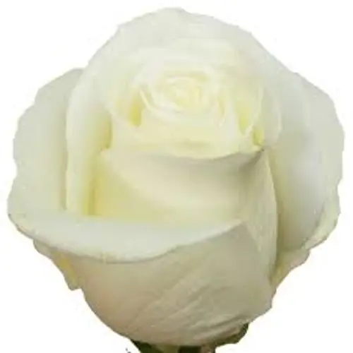 Rose weiss Tibet (Ec) 50cm