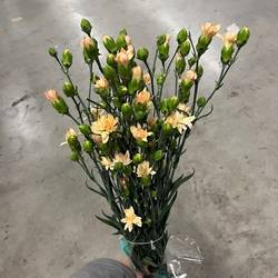 Spraynelke apricot Star 60cm