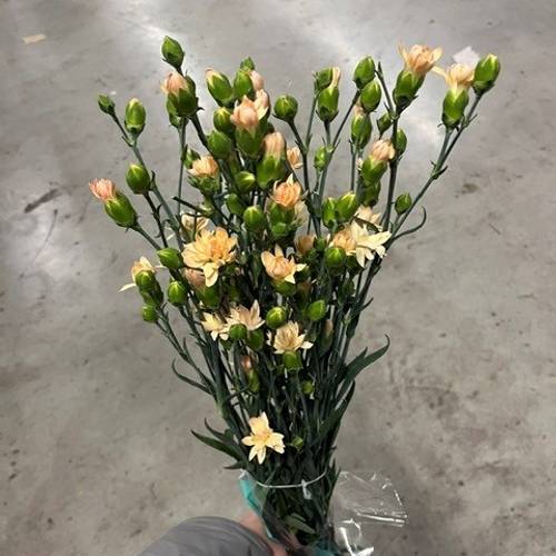Spraynelke apricot Star 60cm