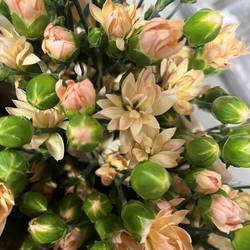 Spraynelke apricot Star 60cm