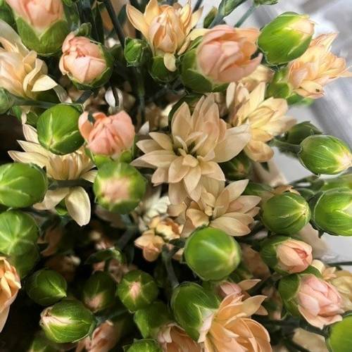 Spraynelke apricot Star 60cm