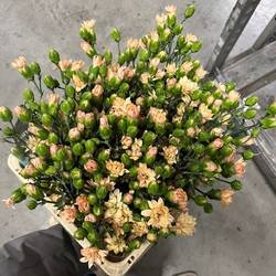 Spraynelke apricot Star 60cm