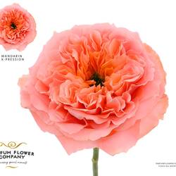 Rose rosa Mandarin Xpression 50cm