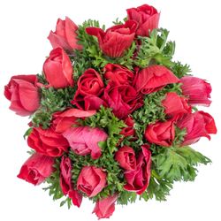 Anemone rot Super Italien 40cm