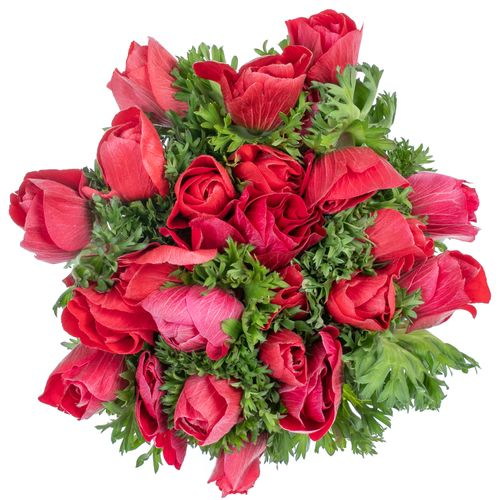 Anemone rot Super Italien 40cm