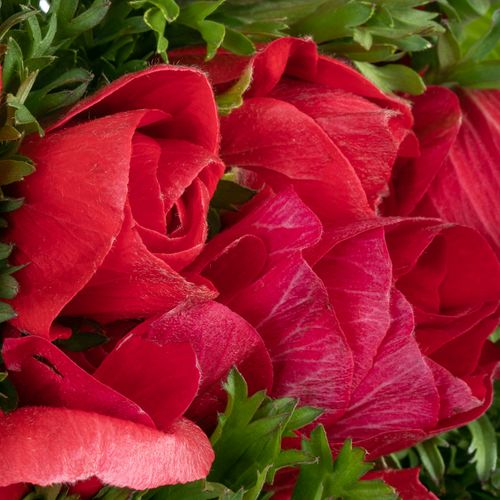 Anemone rot Super Italien 40cm