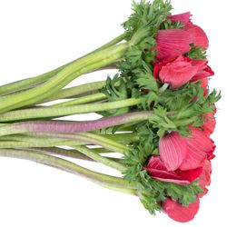 Anemone rot Super Italien 40cm