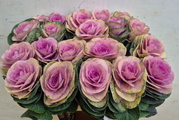 Zierkohl lila/grün empire luba 60cm