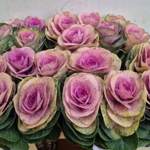 Zierkohl lila/grün empire luba 60cm