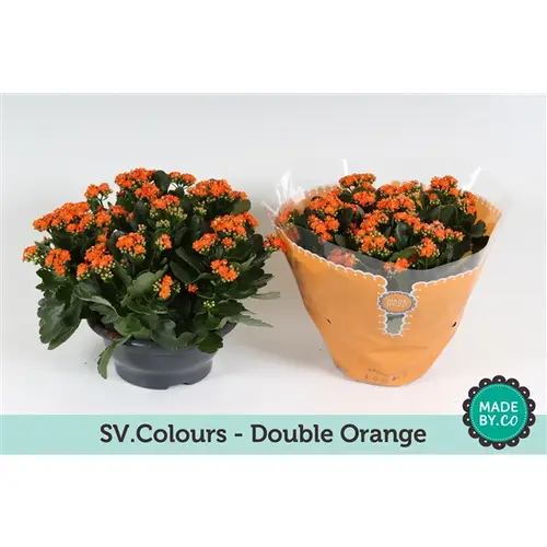 Kal.Schale Gef. orange T23 H30