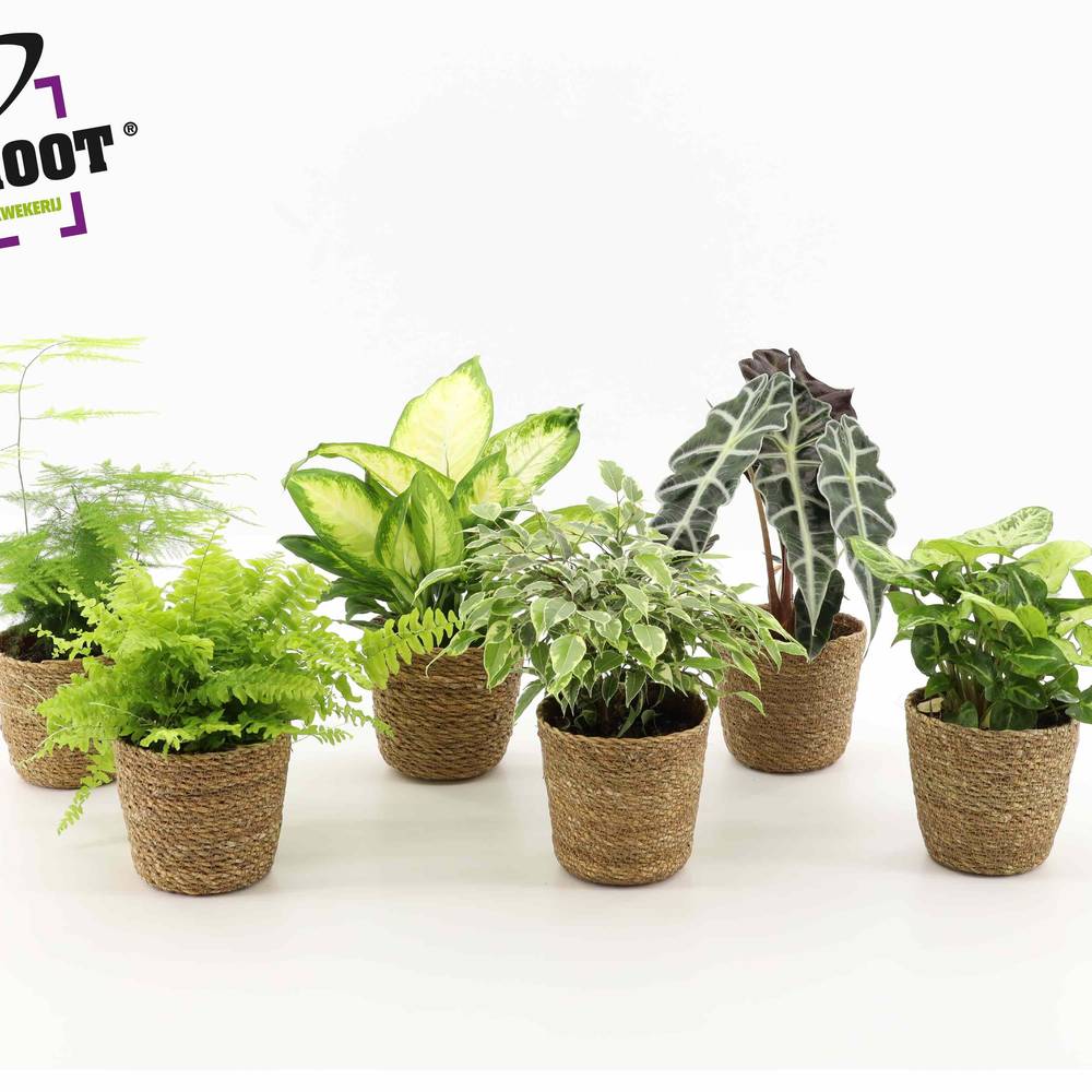 Pflanzen mix im Seegrass T12 H030