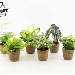 Pflanzen mix im Seegrass T12 H030