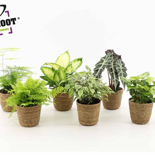 Pflanzen mix im Seegrass T12 H030