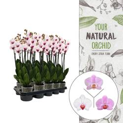 Phal.3-R rosa T12 H060