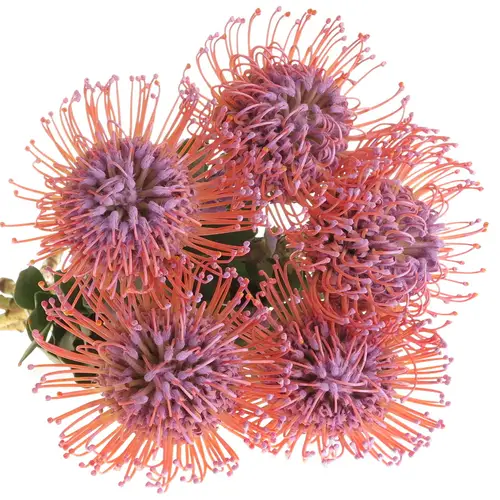 Nutans milka gefärbt 60cm