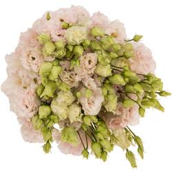 Lisianthus rosa Chaconne Wedding 5+Blüte 70cm